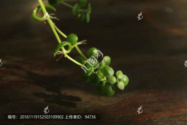 綠葉