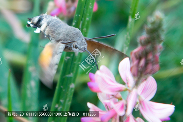蜂鳥鷹蛾,長喙天蛾