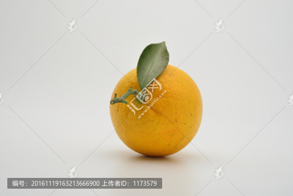 江西臍橙
