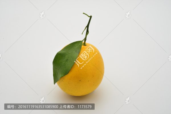 江西臍橙