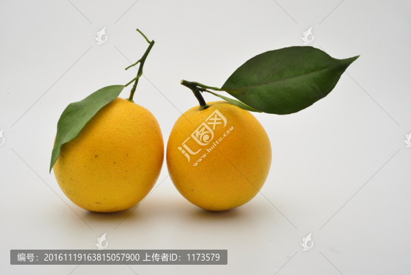 江西臍橙