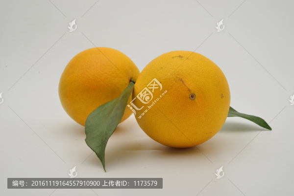 江西臍橙