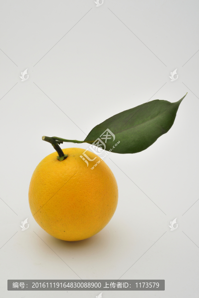 江西臍橙