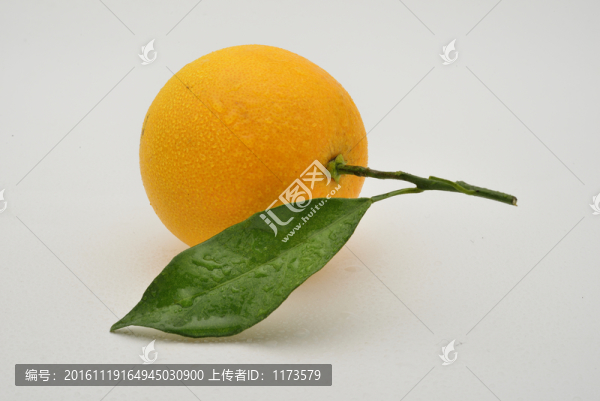 江西臍橙
