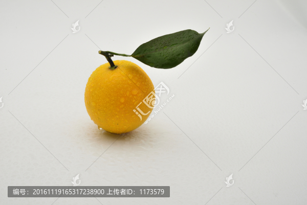 江西臍橙