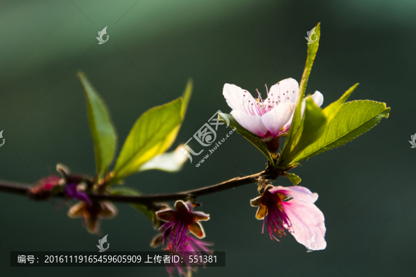 桃花