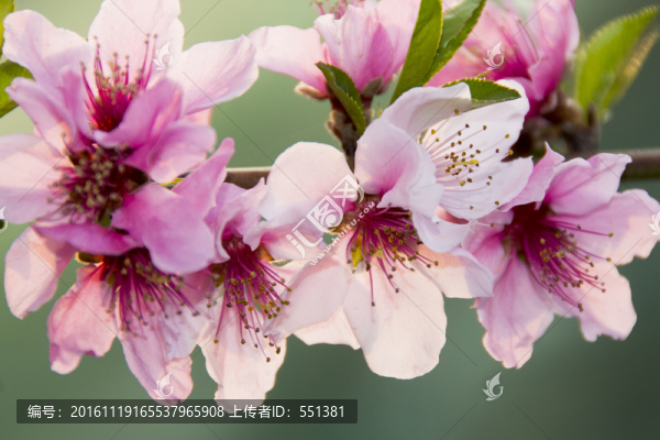 桃花