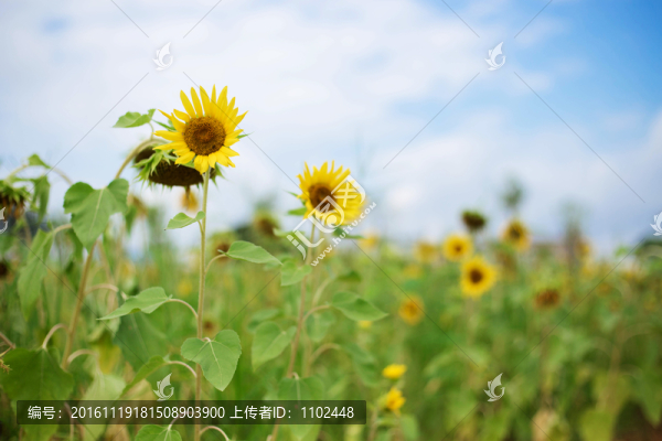 向日葵