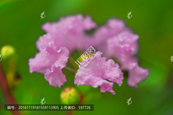 紫色花朵