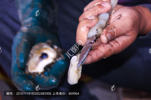 牡蠣豐收