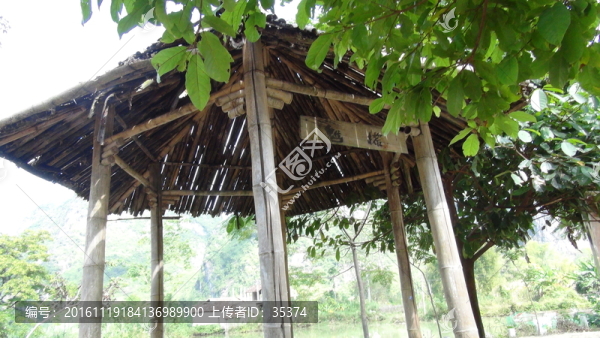 鵝,鴨子戲水