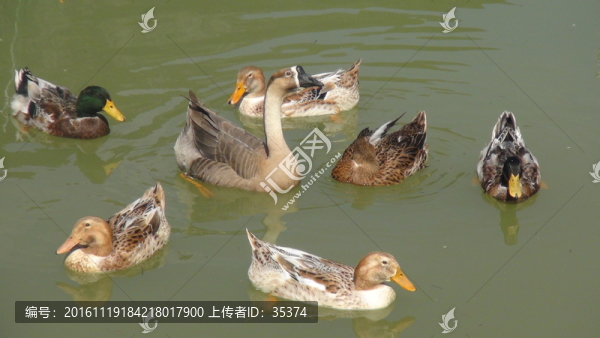鵝,鴨子