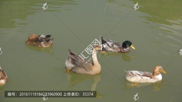 鵝,鴨