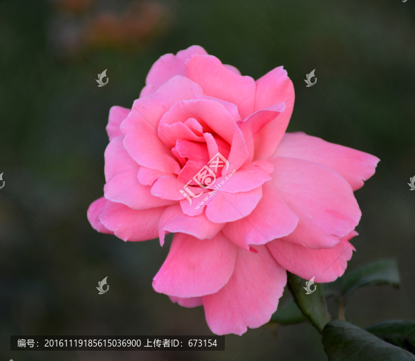 月季花