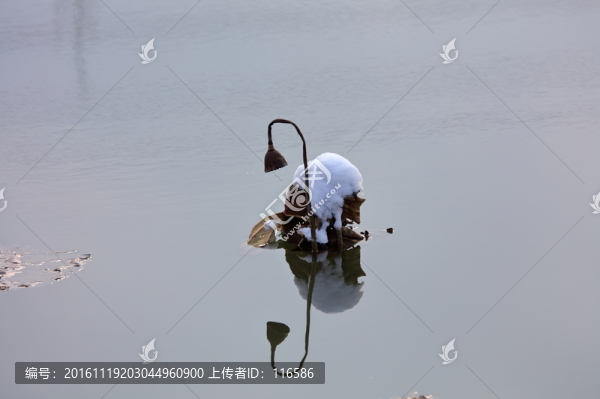 殘荷
