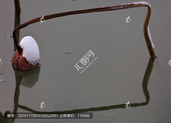 殘荷