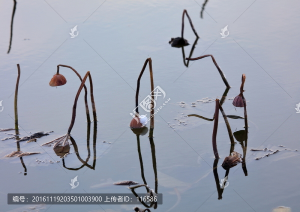 殘荷