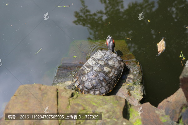 烏龜