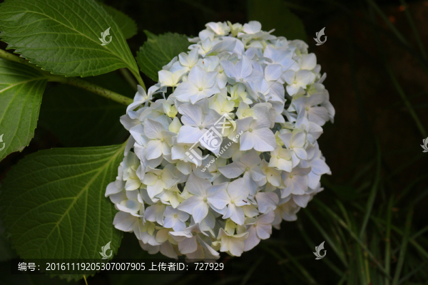 繡球花