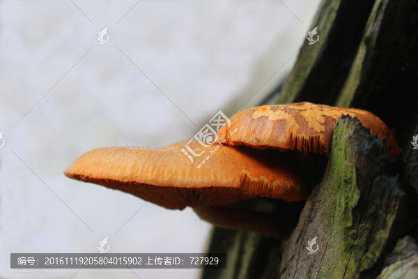 菌-匯圖網(wǎng) www.fosd68.com 菌