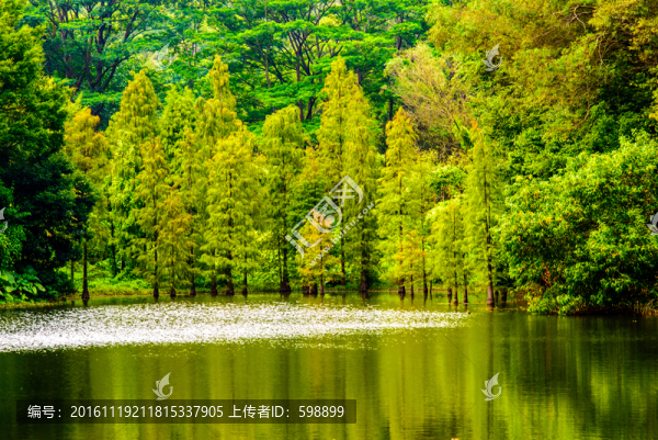 森林小湖