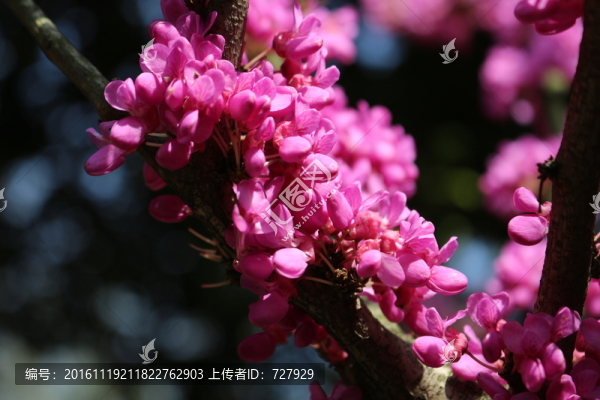 紫荊花