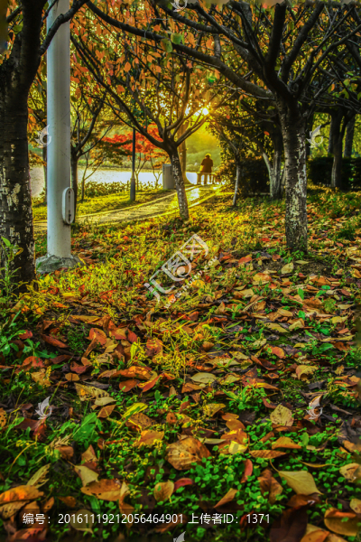 秋景,秋色,紅葉