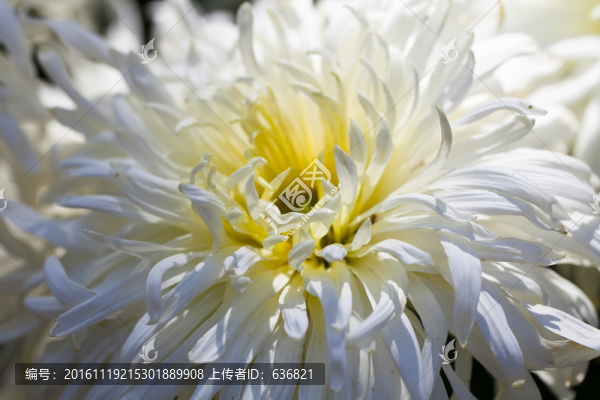 菊花