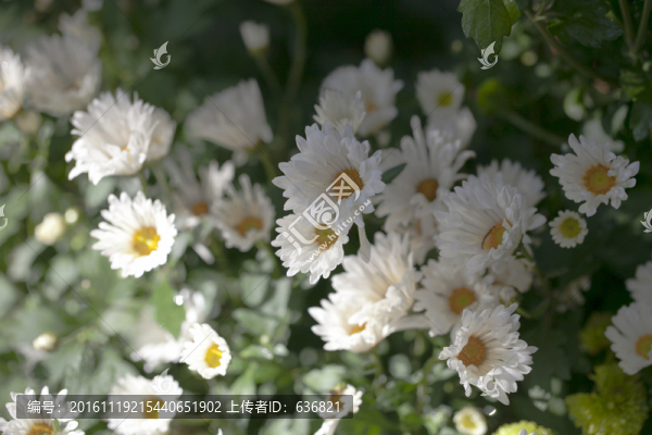 菊花