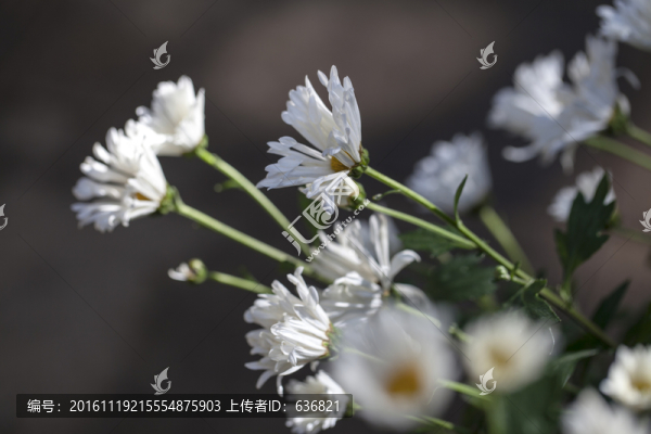 菊花