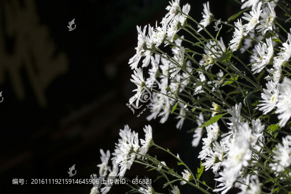 菊花