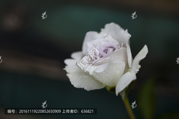 月季玫瑰