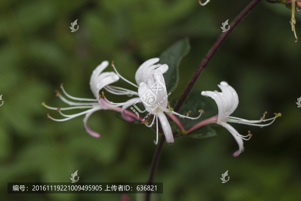 金銀花