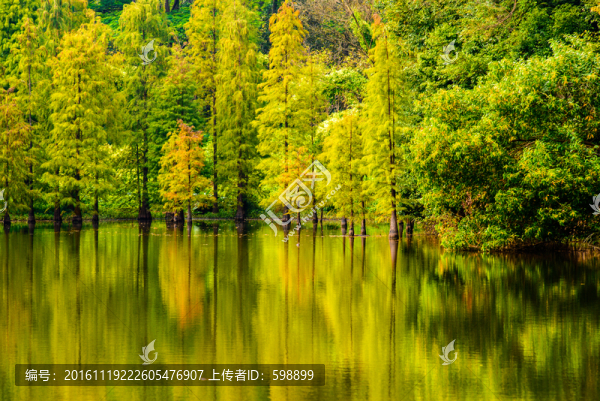 陽光樹林