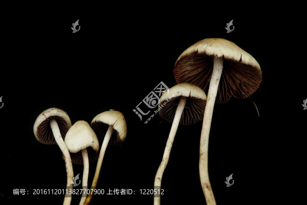 裸蓋菇semilanceata