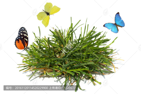 蝴蝶和草