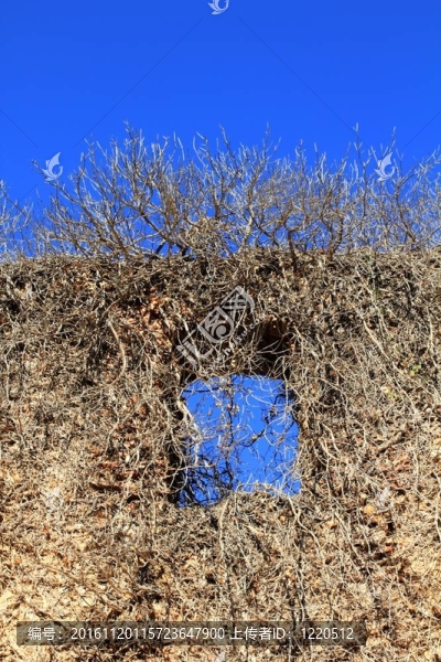攀緣植物入侵的古城堡墻窗