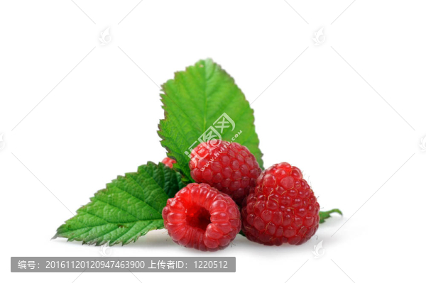 成熟的紅樹莓