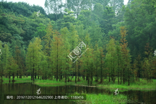 森林植被