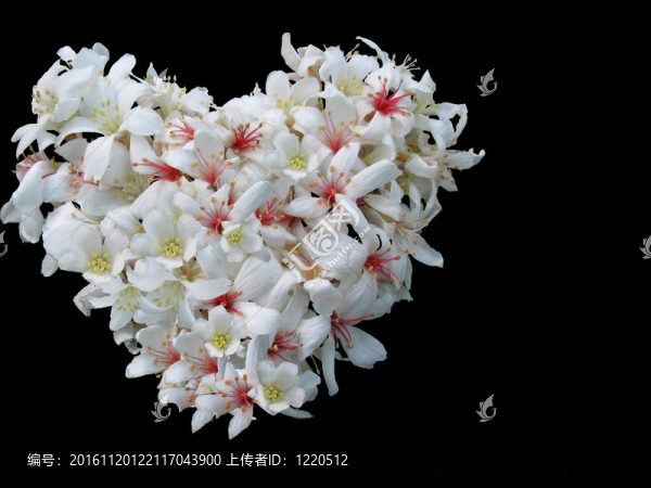 紐約白色的花樹(shù)立了一顆心