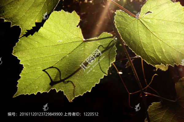 背面照明的葡萄藤