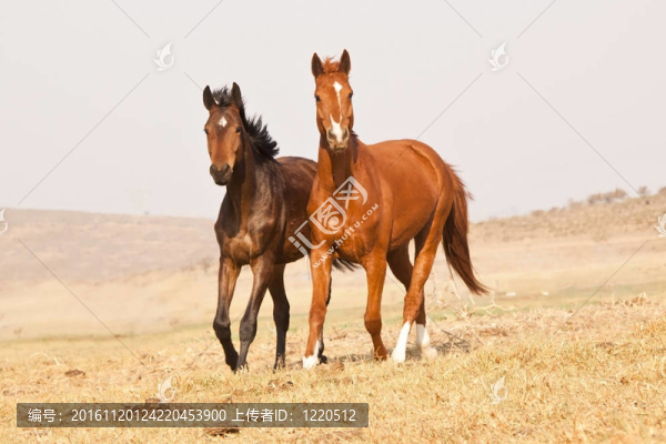 在農(nóng)場上彼此站著的深棕色和栗色的馬