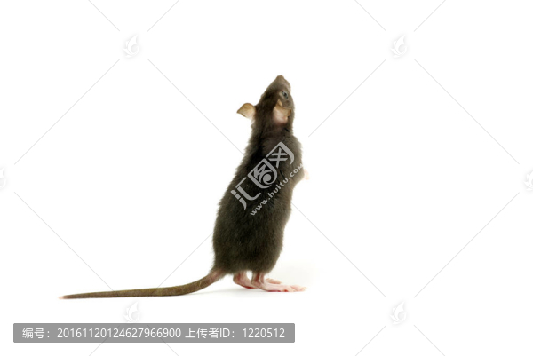 老鼠