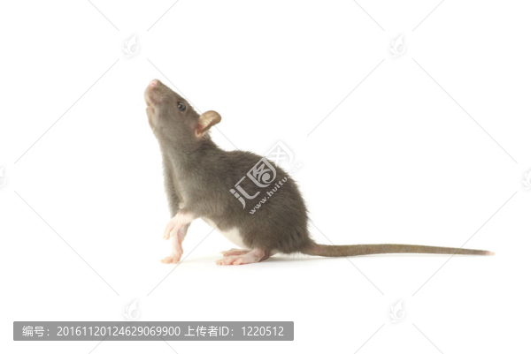 老鼠