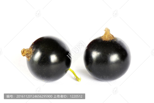 黑加侖