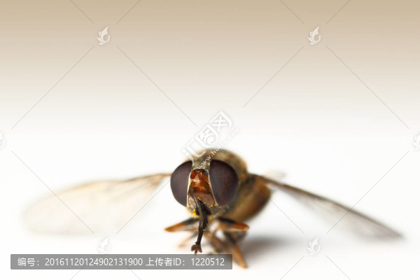 黃蜂