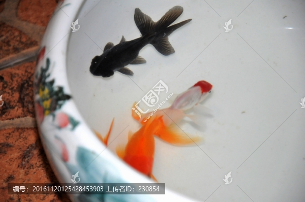 金魚