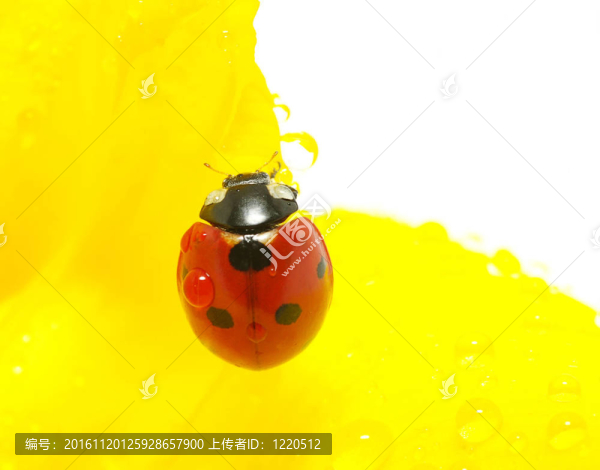 瓢蟲(chóng)