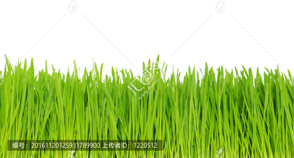 綠色的草
