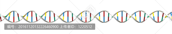 DNA的渲染